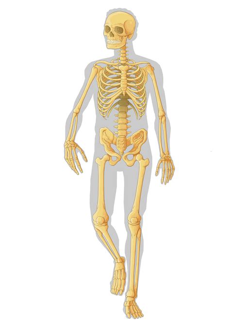 sistema esqueletico-4